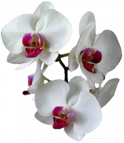 Orchidea Temetkezés és Virágüzlet
